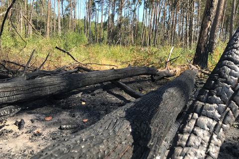 Auf schwarzer Erde in die Zukunft schauen: Im Wald von Münster grenzen aktuell zwei Waldbrandgebiete direkt aneinander. Im Vordergrund sind die verkohlten Reste des Feuers aus diesem Jahr zu sehen, im Hintergrund ist der Wald zu erkennen, der seit dem Muna-Brand 2019 gewachsen ist.  Foto: Forstamt Dieburg