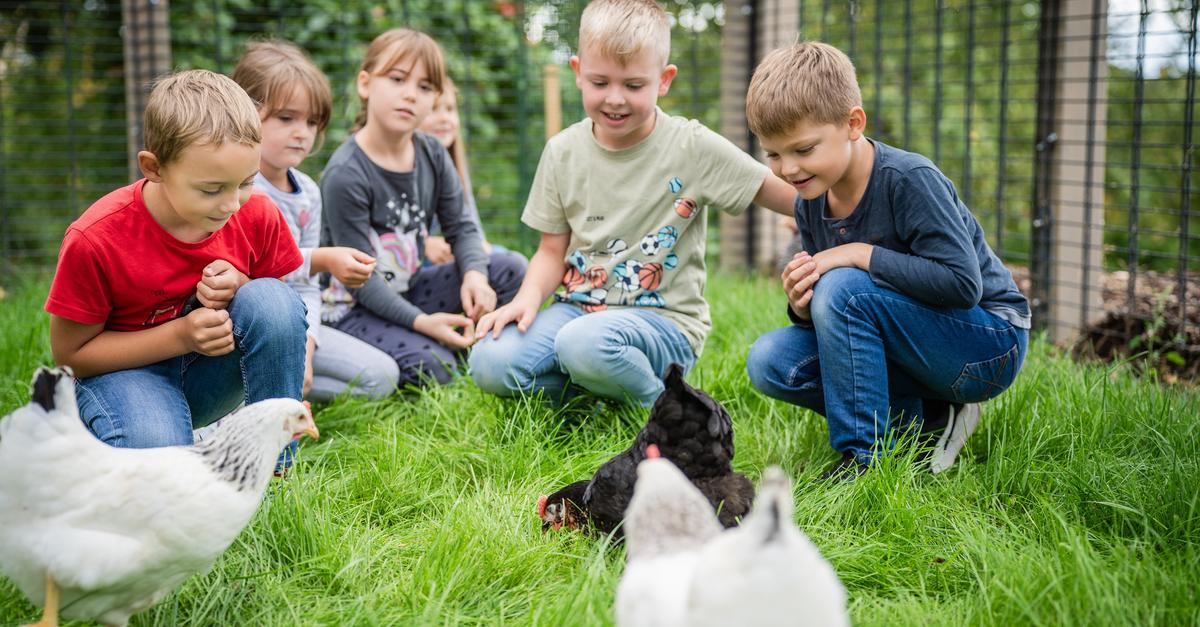 Wie-zehn-H-hner-das-Grundschulleben-in-Beilstein-bereichern