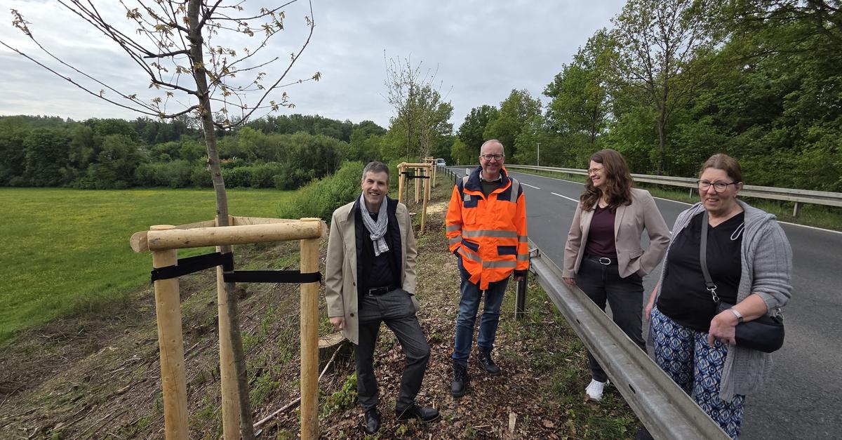 Gefällte Eichen in Dorlar: Hessen Mobil pflanzt neue Allee-Bäume an ...