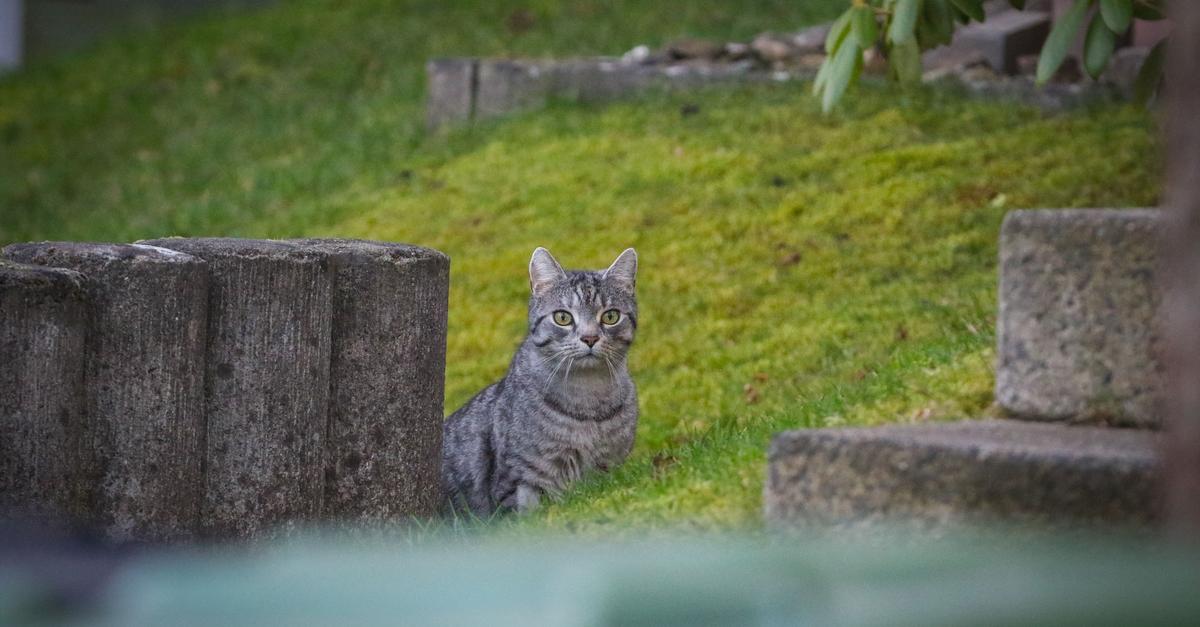 Wetter-beschlie-t-Katzen-Kastrationspflicht