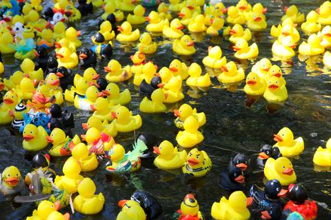 620 Enten landen im Wasser - der zweitbeste Wert in der Geschichte des Entenrennens in Eckelshausen.