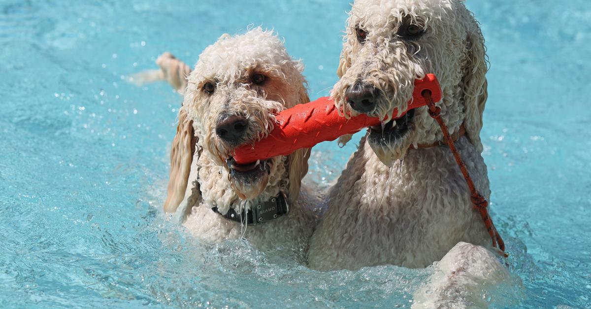 Dog swimming: These outdoor pools in Central Hesse are taking part