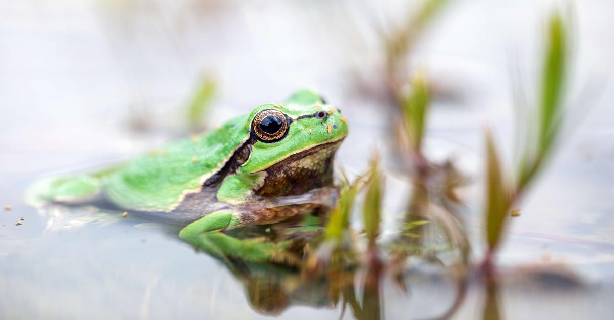 Neue-Lebensr-ume-f-r-Laubfr-sche-in-Marburg-Biedenkopf