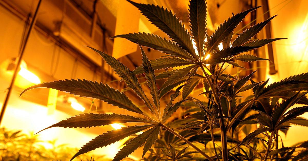Professionelle-Cannabis-Plantage-in-Biedenkopf-entdeckt
