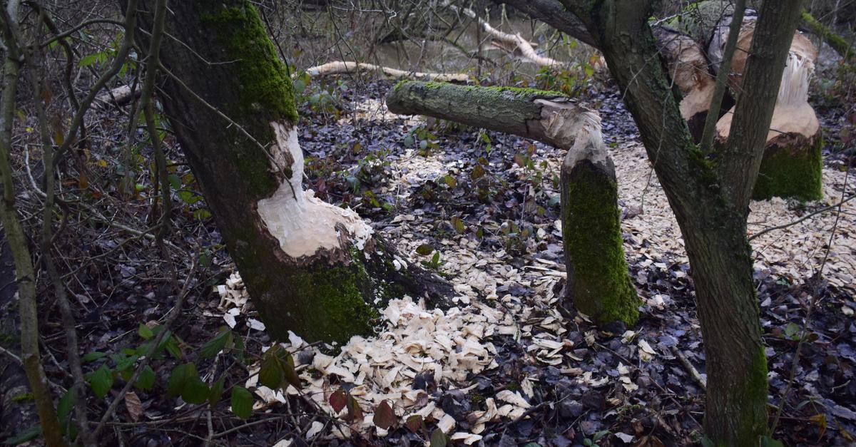 Der-RP-redet-in-Wetzlar-mit-Fachleuten-ber-den-Naturschutz