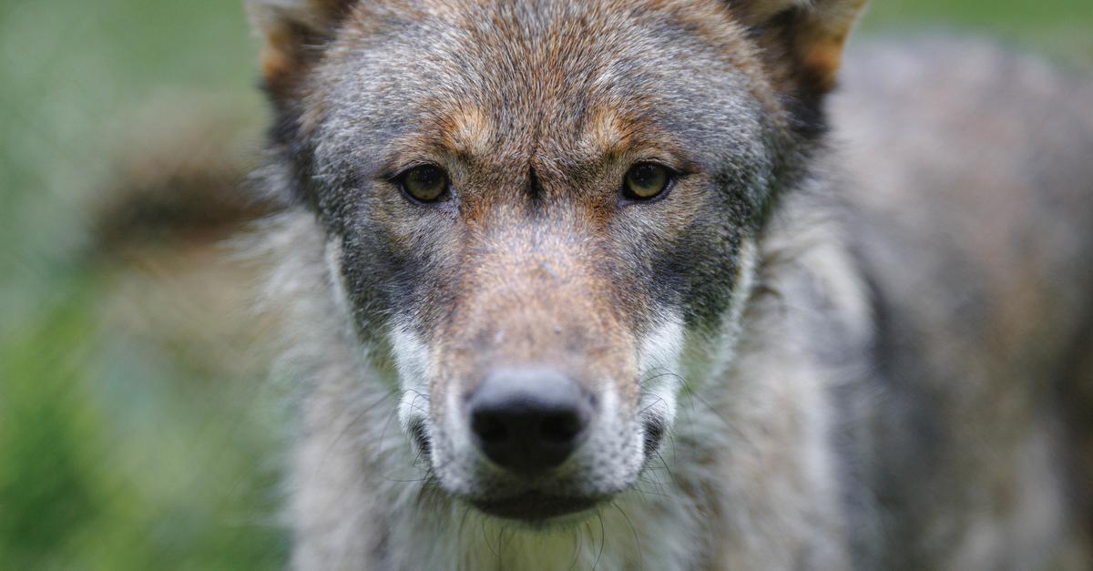 Wolf in Schöffengrund gesichtet? Tierhalter besorgt über nächtliche ...