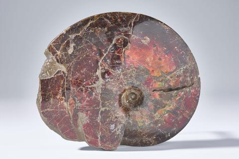 Teil der Fossilien-Schenkung von Christian Heid an das Darmstädter Landesmuseum  ist dieser 4,5 mal 21 mal 18 Zentimeter große opalisierte Ammonit. Die Ammoniten (Kopffüßer) haben über 350 Millionen Jahre Arten hervorgebracht. Foto: HLMD