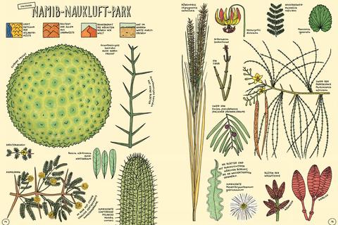 Faszinierende Pflanzenwelt im Namib-Naukluft-Park: Doppelseite aus dem Buch „Auf nach Yellowstone!“ Foto: Moritz-Verlag