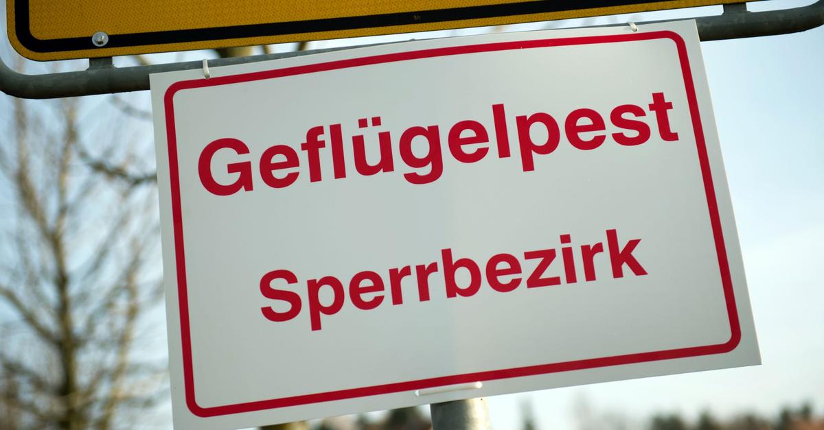 Verdacht-auf-Vogelgrippe-19-000-Tiere-in-Hungen-get-tet
