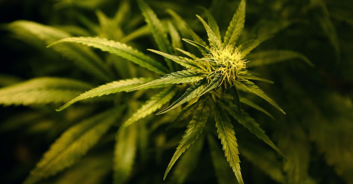 Ermittler-entdecken-Marihuana-Plantage-mit-700-Pflanzen