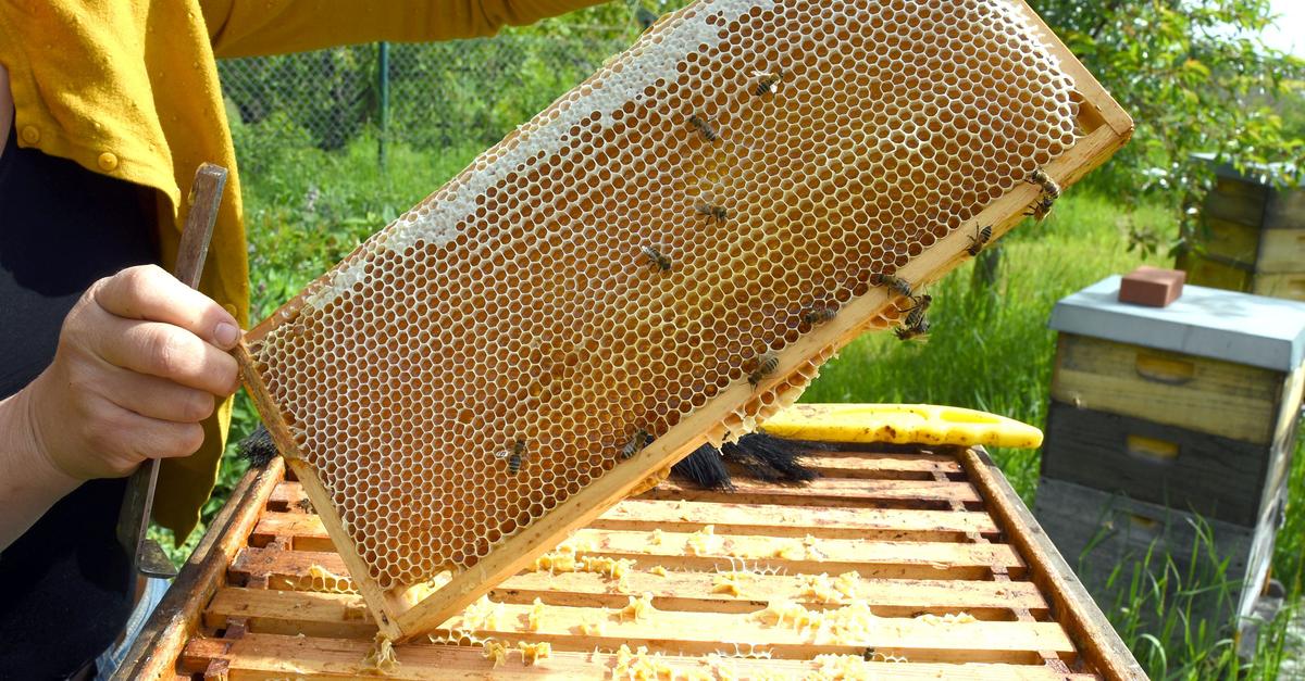 Imker-in-Hessen-ernten-viel-Honig