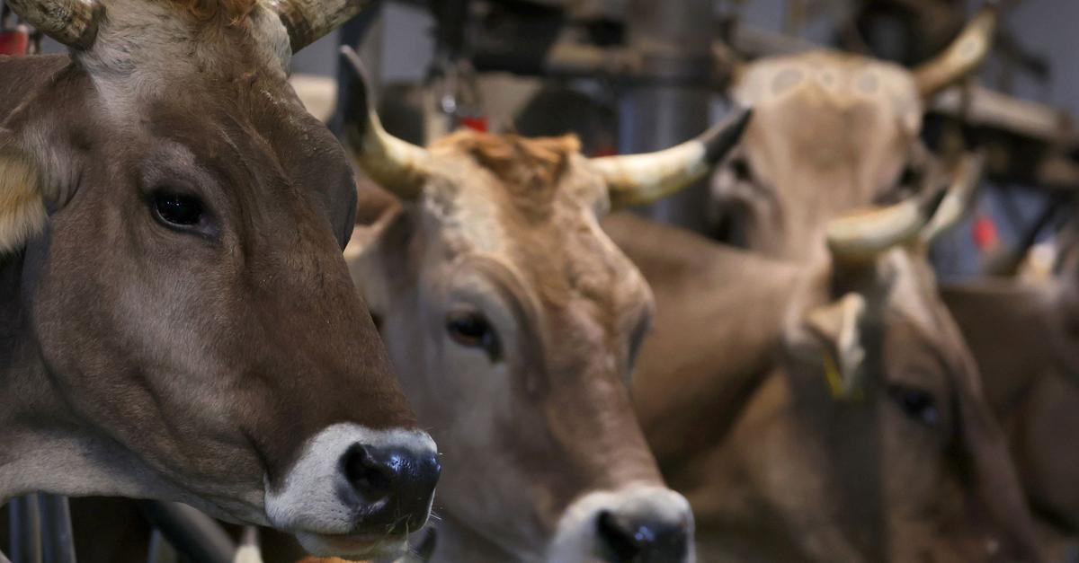 Haftstrafe-f-r-Ex-Schlachthofbetreiber-wegen-Tierqu-lerei