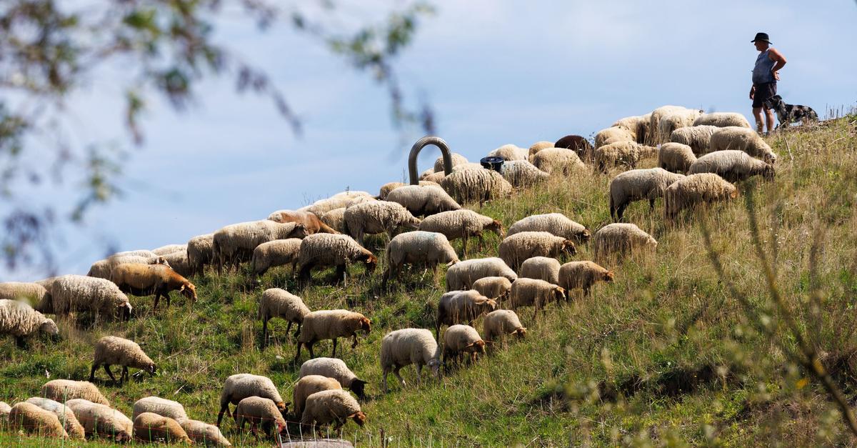 Moment-mal-Tierischer-Besuch-beim-Discounter