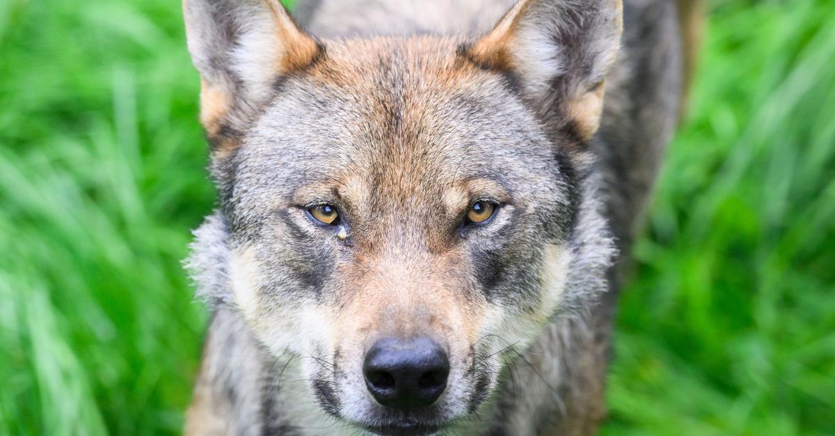 Gericht lehnt Eilanträge ab: Todesurteil für zwei Jungwölfe in ...