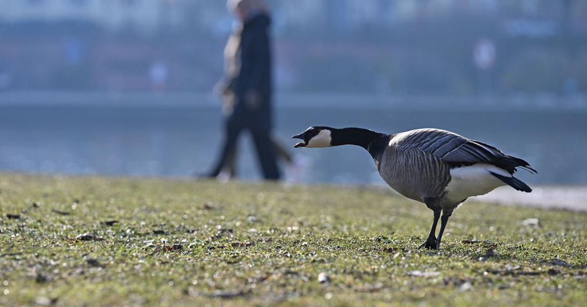 Frostige-N-chte-in-Hessen-erwartet