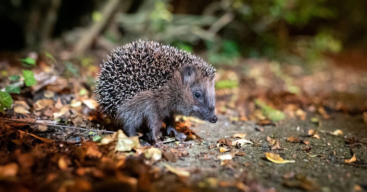 Warum Mähroboter für Igel eine Todesfalle sind