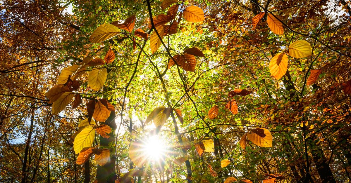 Moment-mal-Der-Herbst-gewinnt-einfach-immer