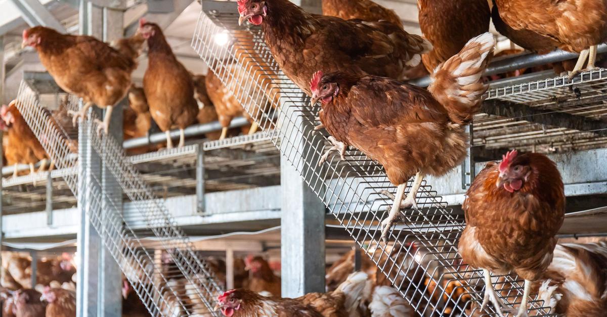 Vogelgrippe-Ma-nahmen-im-Kreis-Gie-en-aufgehoben