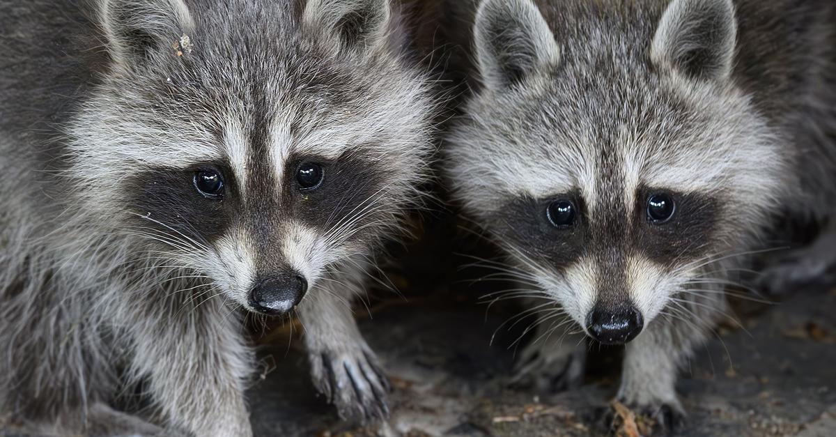 Waschb-r-Jagd-in-Hessen-Mehr-als-41-000-Tiere-erlegt
