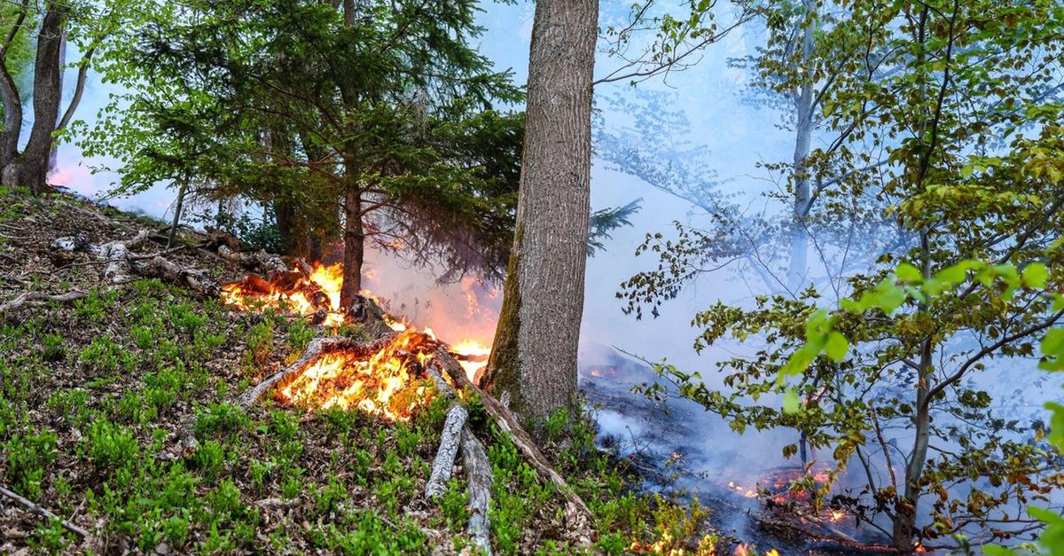 Waldbrandgefahr im Lahn-Dill-Kreis: Wie Kommunen und Feuerwehr vorbeugen