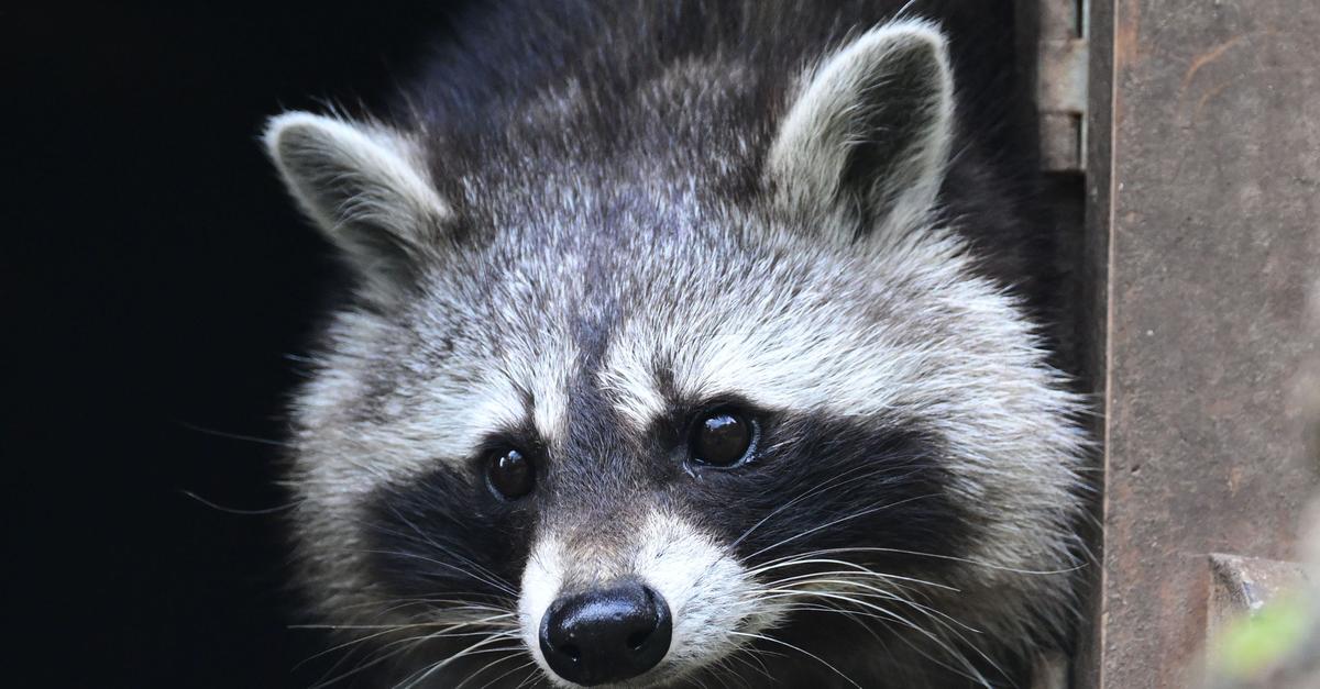 Mehr-als-120-000-Waschb-ren-sorgen-f-r-Probleme-in-Hessen