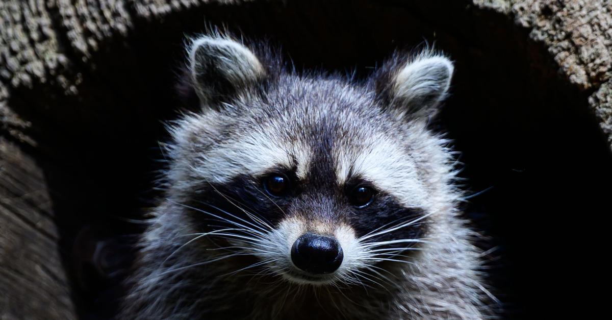 Schonzeit-f-r-Waschb-ren-soll-bald-abgeschafft-werden