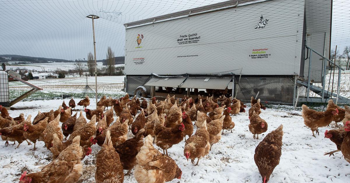 Bauern-haben-bei-Eis-und-Schnee-mehr-Arbeit-bei-Tierhaltung