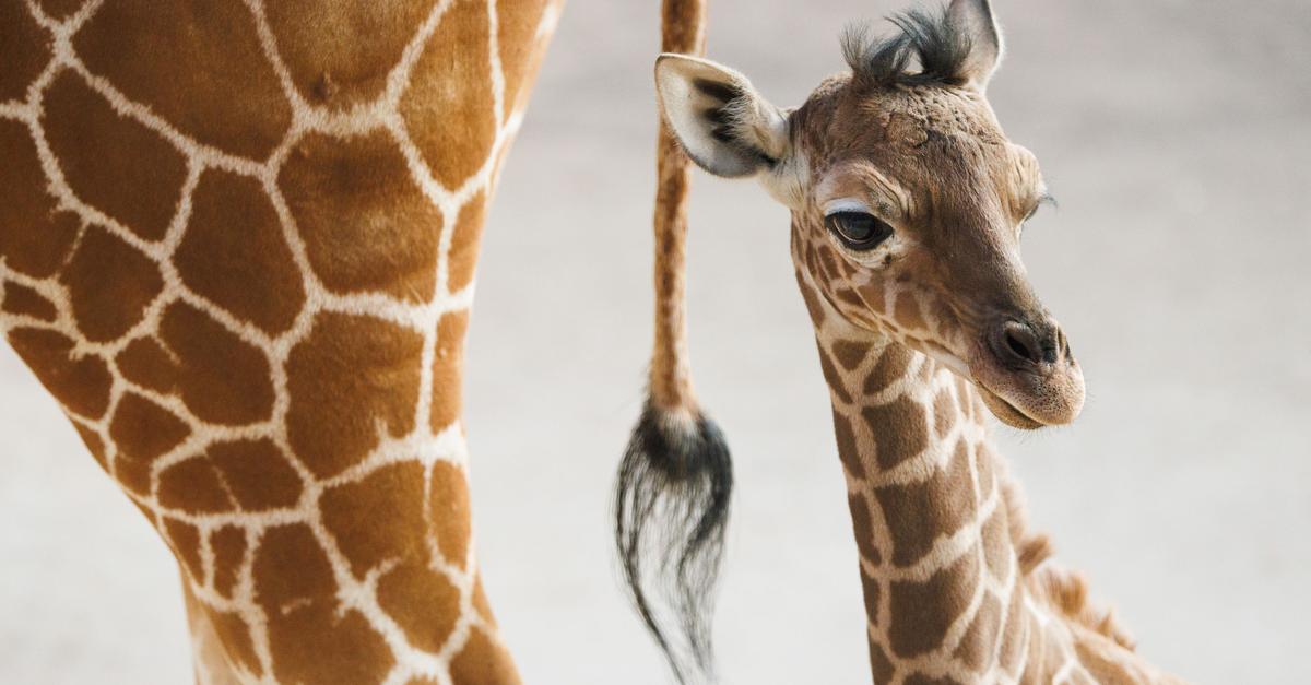 Wer-kommt-umsonst-in-den-Opel-Zoo-