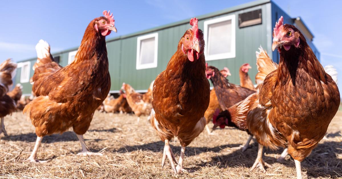Hessen-lockert-Regeln-f-r-Direktverkauf-von-Frischgefl-gel