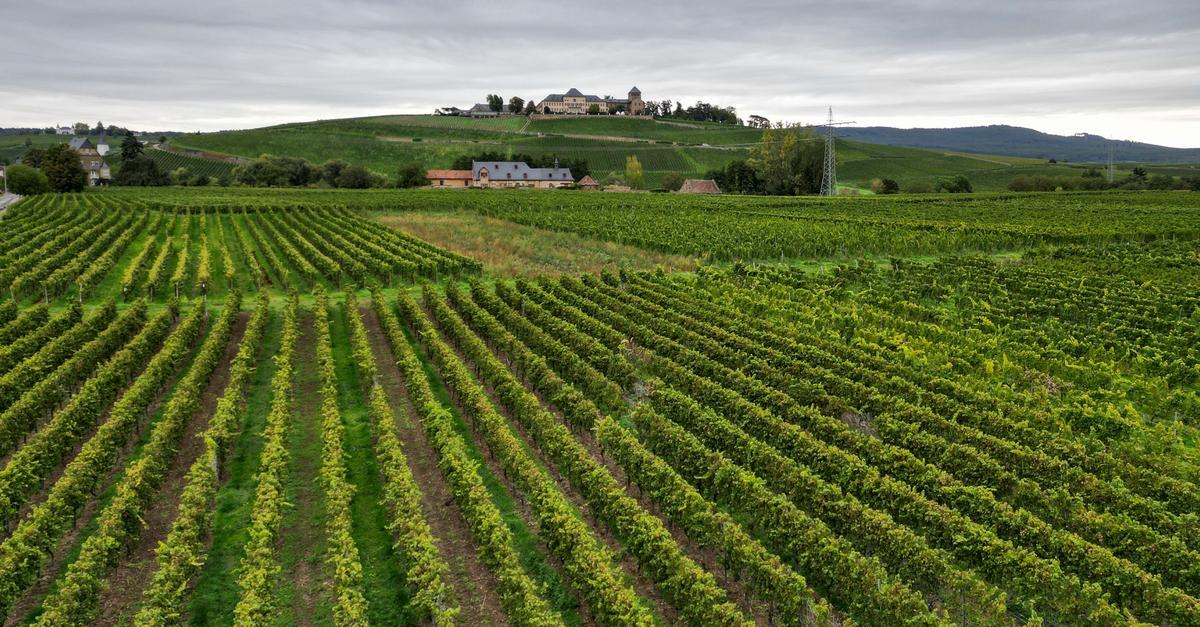Hessens-Weinbranche-setzt-im-Grauburgunder-Boom-auf-Riesling