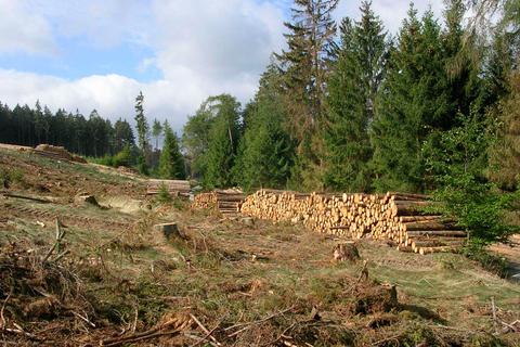Auch im heimischen Wald müssen Bäume aufgrund des Borkenkäferbefalls gefällt werden.  Archivfoto: Schenckenberg 