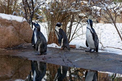 Sie fühlten sich im Winter so richtig wohl: Brillenpinguine im Schnee.  Foto: Archiv Opel Zoo 