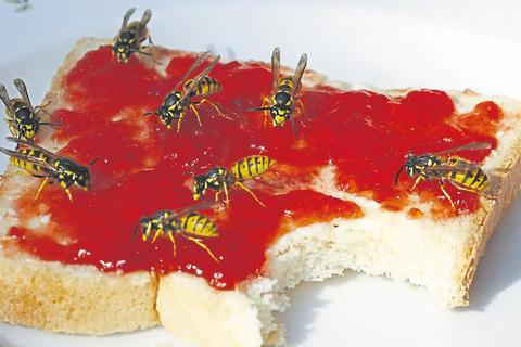 Wespen bei der Mahlzeit. Foto: : Antje Lindert-Rottke/Fotolia 