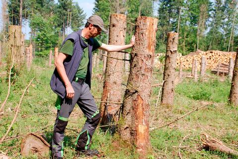 Förster Karl-Matthias Groß im Gebiet Renzenberg in der Gemarkung Merzhausen. Hier hat der Borkenkäfer in Kombination mit Windwurf und Trockenheit den Bäumen arg zugesetzt.  Foto: Christina Jung 