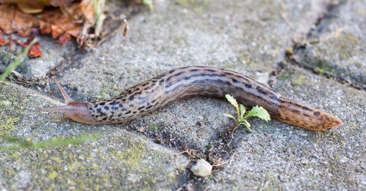 Moment-mal-Verderblich-ist-der-Schnecke-Zahn