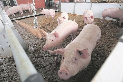 Viel Platz haben die Schweine auf dem Eidmannshof in Groß-Umstadt.  Archivfoto: Guido Schiek