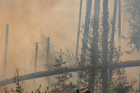 Die Feuerwehr hat den Waldbrand auf dem Muna-Gelände erfolgreich gelöscht. Es war der größte Einsatz im Kreis Darmstadt-Dieburg bisher. Archivfoto: 5vision.media