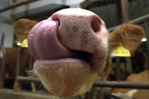 Eine Kuh streckt die Zunge raus.