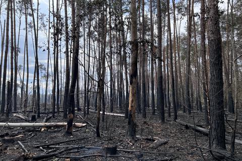 Das Feuer auf dem Muna-Gelände ist aus. Es hinterlässt verkohlte Bäume und verbrannte Erde.  Foto: Christina Kolb
