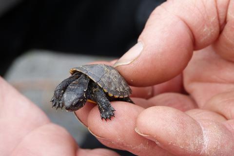 Der Nachweis, dass sich die Sumpfschildkröten am Reinheimer Teich vermehren: 2014 wurde "Susanne", ein Schlüpfling, entdeckt. Laut Naturschützer "eine kleine Sensation".