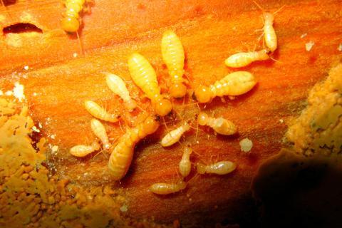 Im Umfeld von Termiten suchen die Wissenschaftler nach neuen Antibiotika. Foto: Vilcinskas 