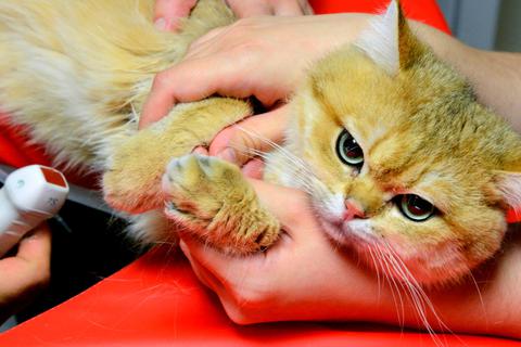Arme kranke Mieze: Bei der Britisch-Kurzhaar-Katze "Flavio" wird eine Herz-Ultraschalluntersuchung durchgeführt.  Symbolfoto: dpa 