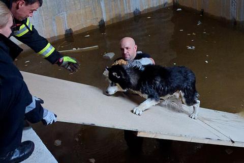 Ein Husky ist in Gießen in einem Rohbau in ein Wasserbecken gestürzt. Polizei und Feuerwehr haben den Hund befreit.