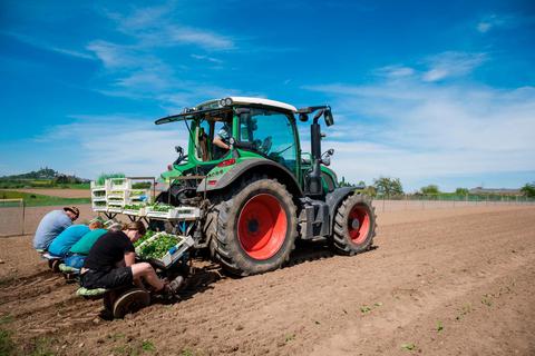 Vom Traktor aus werden Kohlrabipflanzen und allerlei anderes Gemüse auf dem Acker verteilt. Foto: Friese 