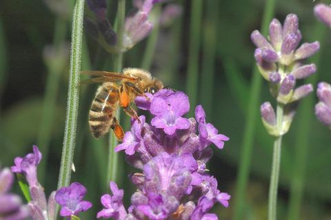 Der Lavendel ist nicht nur eine interessante Arzneipflanze, sondern wegen des hervorragenden Nektarangebotes auch bei Insekten sehr beliebt. Foto: Larve