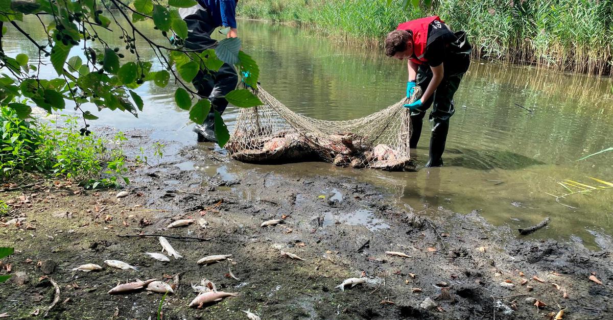 Massenhaft Fische in Gießener Teich verendet
