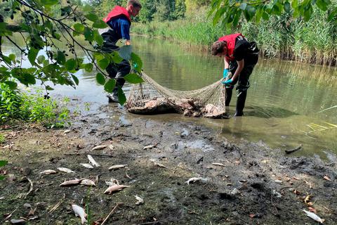 Massenhaft Fische in Gießener Teich verendet