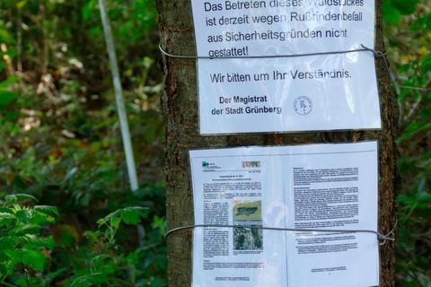Bei Queckborn ist das Waldareal "Münsterer Berg" gesperrt. Dort müssen rund 10 000 Ahornbäume wegen der Rußrindenkrankheit gefällt werden. Foto: Schuette 