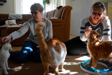 Seit vergangenem Jahr arbeiten Ilona Kreiling vom Katzenreich (l.) und Katzenverhaltenstherapeutin Manuela Möhrlein zusammen.  Foto: Meina 