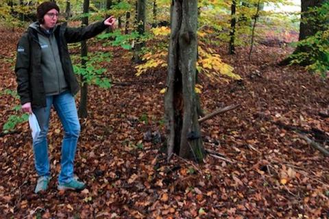 Revierförsterin Wiebke Schrell zeigt eine geschädigte Hainbuche. Foto: Stadt Hungen 